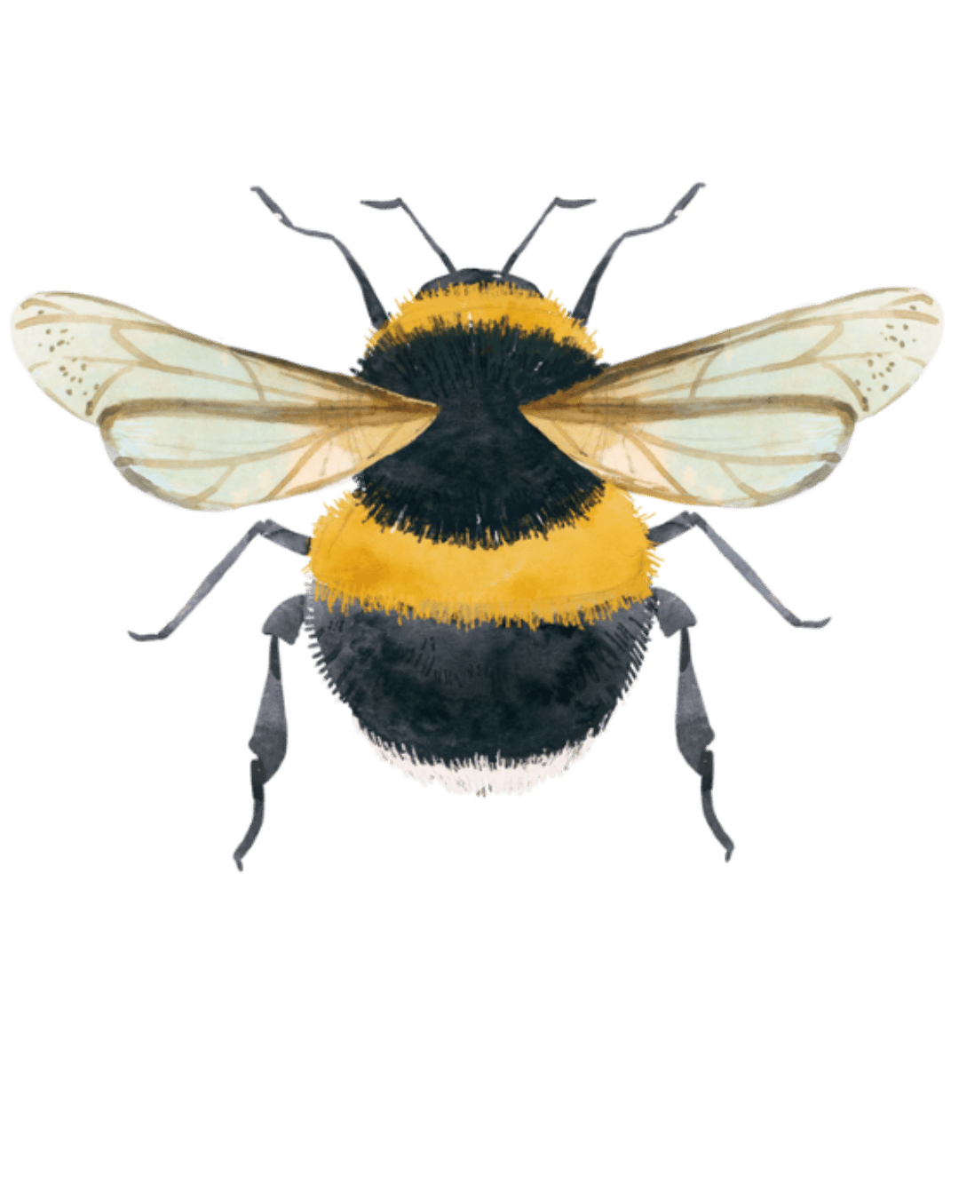 BUMBLEBEE - UZVELC_KREKLU